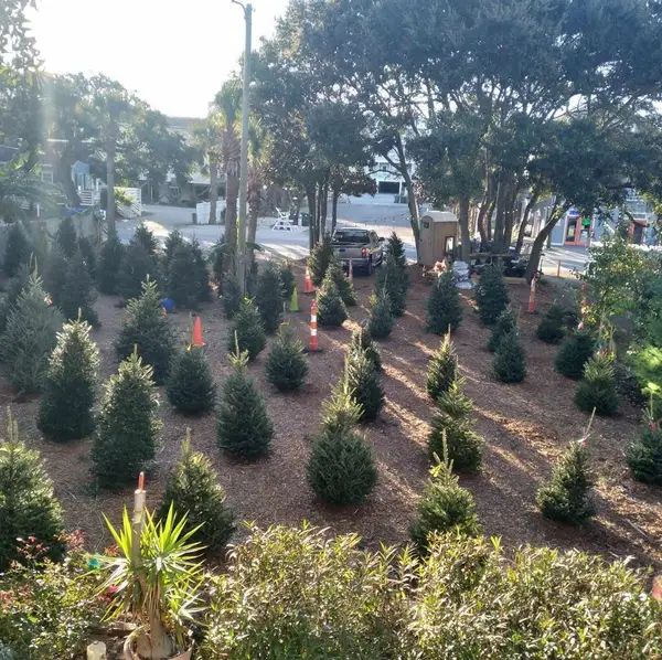 Rows of Fraser fir Christmas trees standing in the sand lot under the oaks