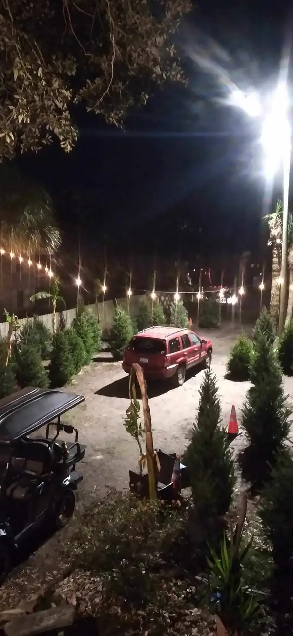 The Christmas tree lot at night under strings of lights
